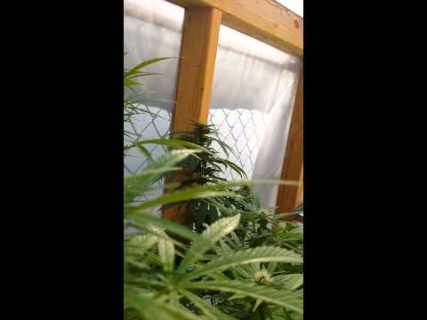 Medical Marijuana greenhou flower update week 5