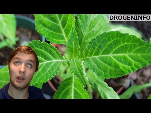 Salvia divinorum - Drogeninfo