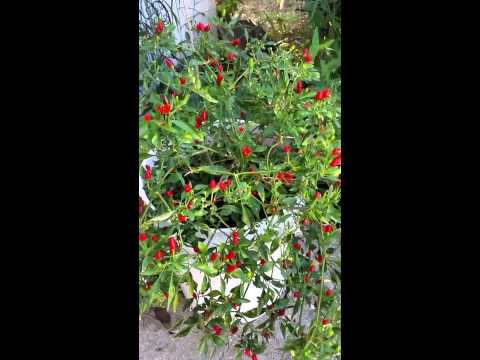 Entheogen & Hot Ass Pepper Garden