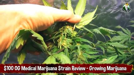 $100 OG Medical Marijuana Strain Review - Growing Marijuana