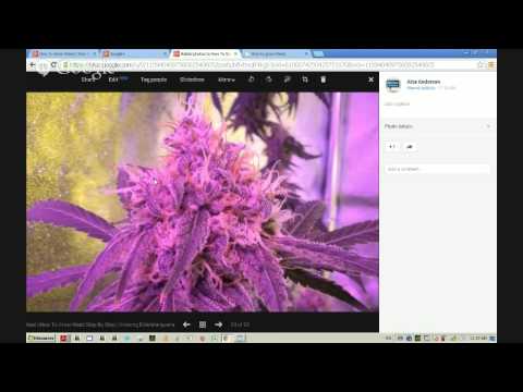 How To Grow Weed | How To Grow Weed Step By Step | Growing Elite Marijuana