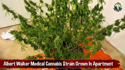 Albert Walker Medical Cannabis Strain Grown In Apartment - Growing Marijuana