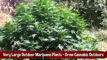 Very Large Outdoor Marijuana Plants - Growing Cannabis Outdoors