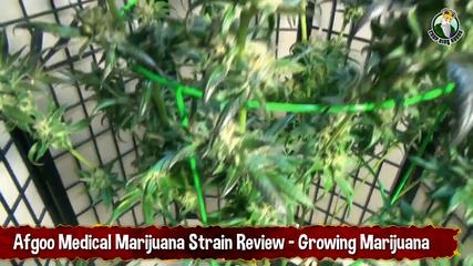 Afgoo Medical Marijuana Strain Review - Growing Marijuana