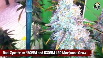 Dual Spectrum 450NM and 630NM LED Marijuana Grow - Purple Buds