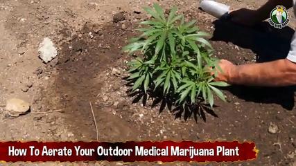 How To Aerate _ Oxygenate Your Outdoor Medical Marijuana Plant - Growing Cannabis Outdoors