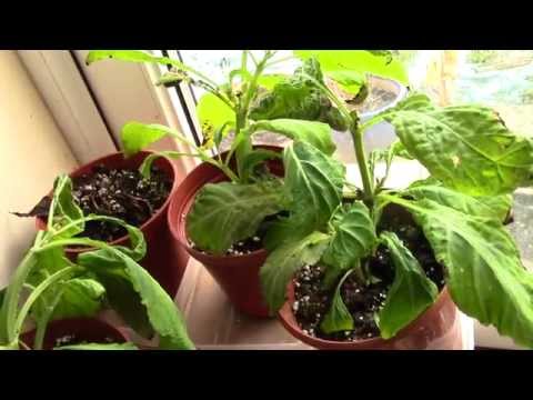 First Salvia Divinorum Update of 2015