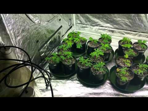 Site B clones and veg