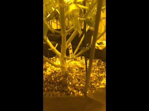 Cannabis Veg & Flower room update