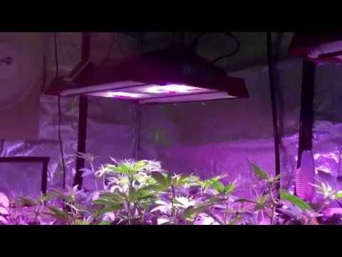 Tahoe OG 2X SolarStorm 440 LED Growroom Day 11 Flower Prop 215