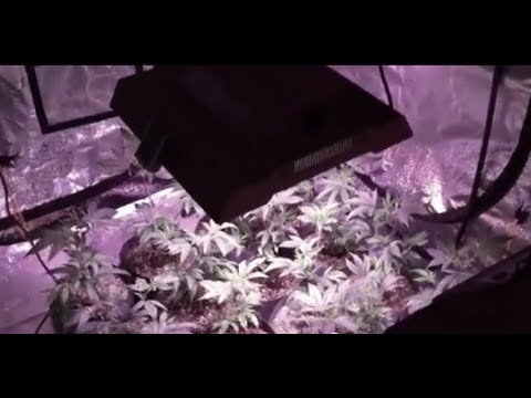 Tahoe OG 2X SolarStorm 440 LED Growroom Day 2 Flower Prop 215