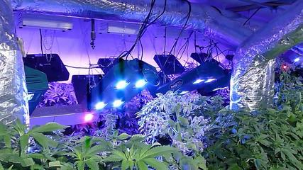 Ultra Hi-Tech Medical Marijuana Hydroponic System with LED Grow Lights #MMJ