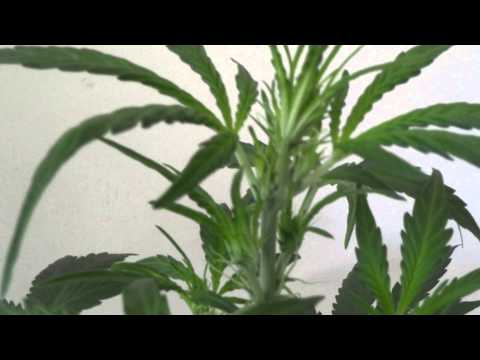 Expert Seeds Autoflowering Marijuana Strain Auto Critical AK
