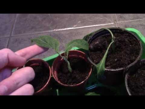 Signs that Salvia Divinorum cuttings are starting to root