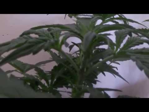 Autoflower Marijuana Grow Journal Auto Kush Day 25