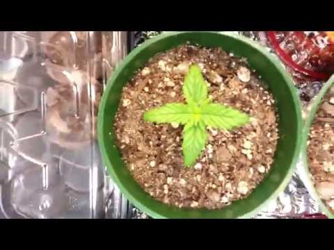 First Cannabis Grow Using CFLS (UPDATE) #2