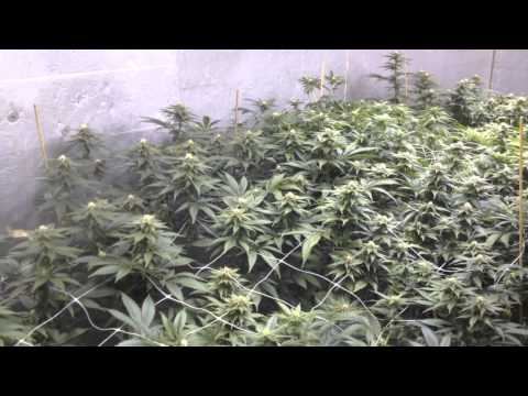 5000w, 6 strain genetics run, ep3-5, ebb N grow bucket system, full setup, NO Co2, T5 veg