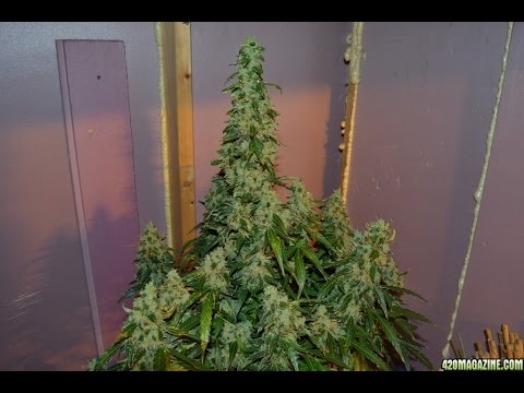 Candy Cane Autoflower Cannabis Grow