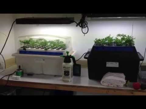 T5 10 strain genetics VEG room, ep3-3, Clones, teens and Mothers