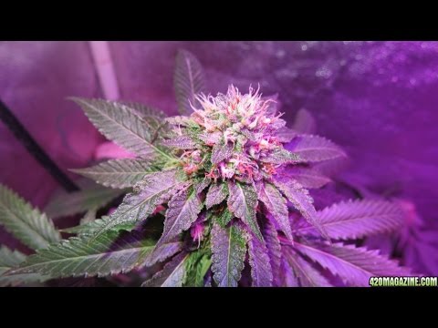 AWESOME HI-TECH LED CANNABIS SCROG GROW