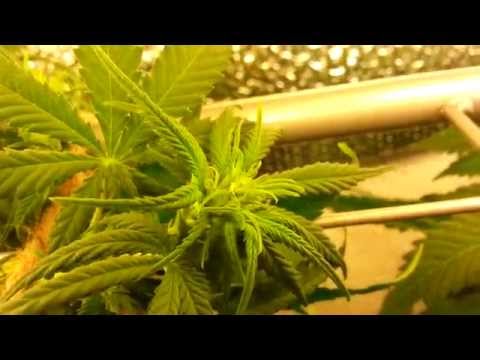 First Cannabis Grow using CFLS (UPDATE) #5