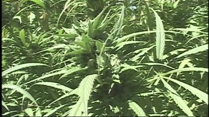 Commercial marijuana growing banned in Santa Cruz County