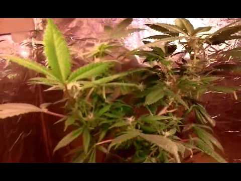 Marijuana grow #1 week 2 flowering