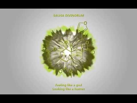 Euphorium - Salvia Divinorum