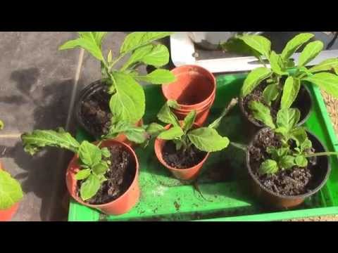 Salvia Divinorum Plant Update - April 2015