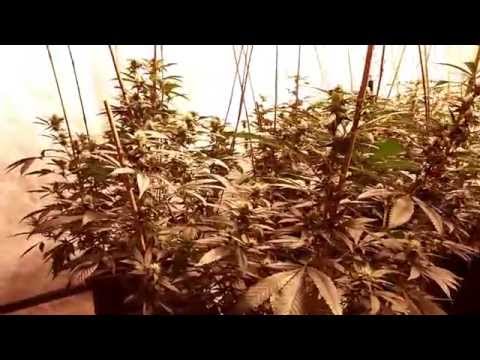 HULK Marijua Cannabis Nutrient  Must See To Believe  50% bigger yield! Rare Product Review