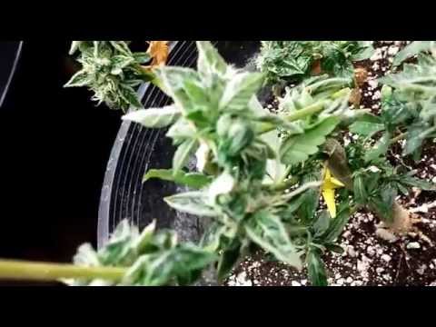 How To Successfully Revert A Marijuana Plant From Bloom To Vedge In 2- 4 Weeks!