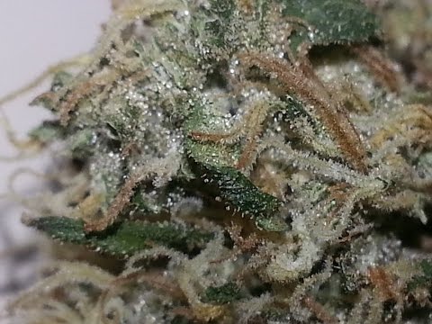 White Rhino Strain Review