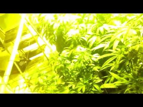 How to make a  cheap grow room--closed system