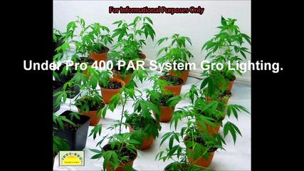 Medical Marijuana / Cannabis, Horticulture, Indoor With Grow Lights, User Supplied Images