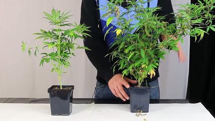 When Should You Transplant? Know When Your Plant is Root-bound. Learn How to Grow Marijuana.