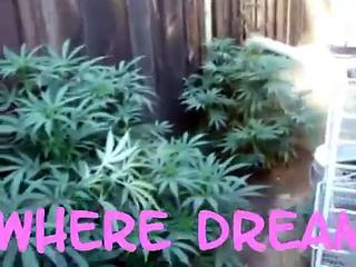 Growing Marijuana in my Yard