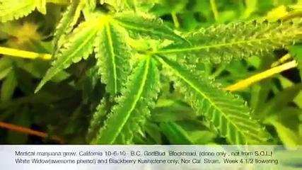 Medical marijuana grow. Blackberry Kush(California clone on
