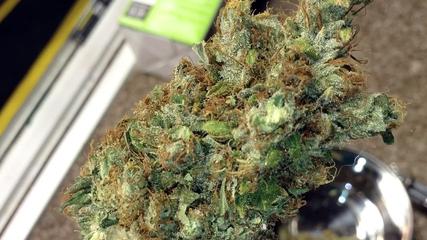 Medical Marijuana 2x4 Scrog Grow tent - Harvest & Strain Review
