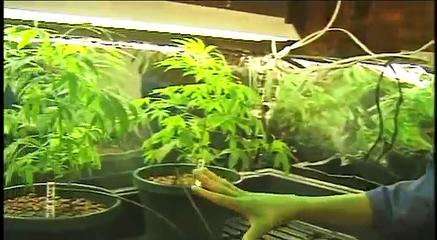 I Grow Chronic! 6of9 (Marijuana hydroponic grow room setup)