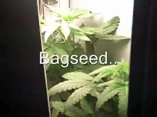 Stealth Marijuana Micro Grow