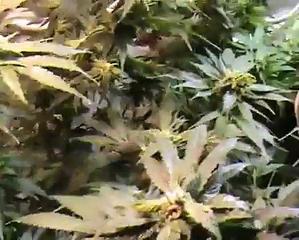 Marijuana Indoor Soil Grow