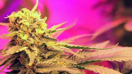 How much medical marijuana can you grow in California?