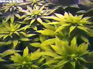 Cannabis Time Lapse - Marijuana Grow #2
