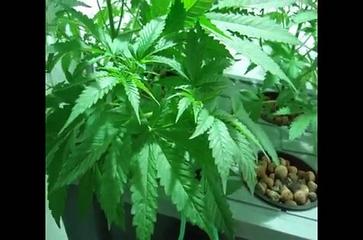 My Marijuana Grow Room Skunk #1 - 38 Days Vegetative - Hydroponic DWC Bubbler
