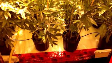 How to Grow Marijuana. Week 2 of Bud