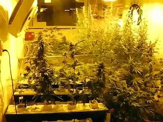 Hash Marijuana Hemp Museum grow-room