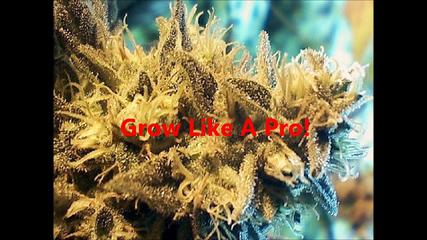 How to grow  Marijuana (Vol.1 Seeds)