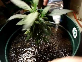 My Home Marijuana Growing (basic watering)