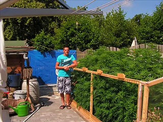 Marijuana outdoor Weed Grow 2010 the dutch way-- NEDERWIET