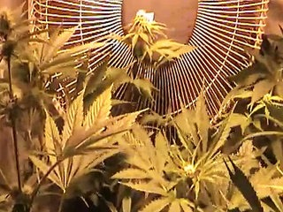 Untergrundbotanik 1: Indoor Marijuana Growing